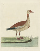 Albin The Ganser - Panteek Antique Prints