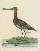 Albin The Godwit - Panteek Antique Prints