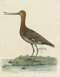 Albin The Godwit - Panteek Antique Prints