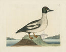 Albin The Golden Eye - Panteek Antique Prints