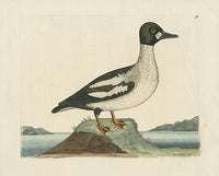 Albin The Golden Eye - Panteek Antique Prints