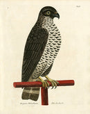 Albin The Goshawk - Panteek Antique Prints