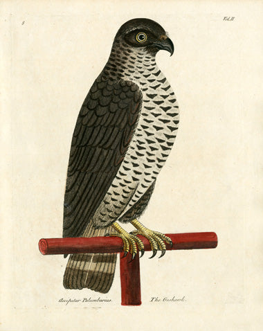 Albin The Goshawk