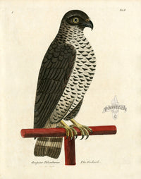 Albin The Goshawk - Panteek Antique Prints