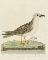 Albin The Great Gray Gull - Panteek Antique Prints