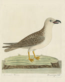 Albin The Great Gray Gull - Panteek Antique Prints