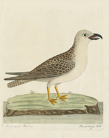 Albin The Great Gray Gull