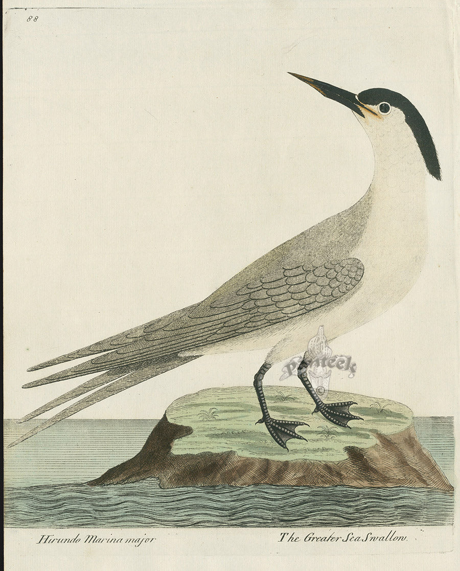 Albin The Greater Sea Swallow