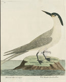 Albin The Greater Sea Swallow - Panteek Antique Prints