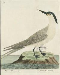 Albin The Greater Sea Swallow - Panteek Antique Prints