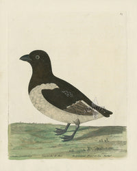 Albin The Greenland Dove or Sea Turtle - Panteek Antique Prints