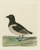 Albin The Greenland Dove or Sea Turtle - Panteek Antique Prints