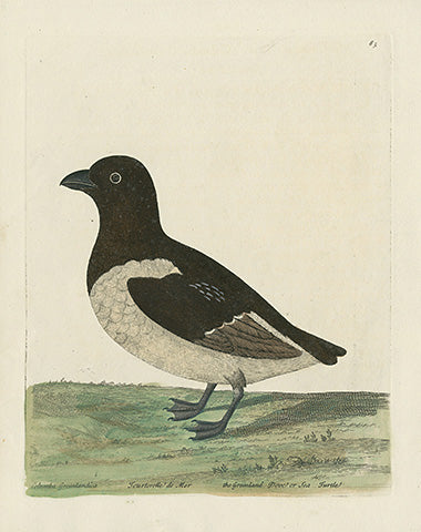 Albin The Greenland Dove or Sea Turtle