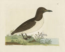 Albin The Guillemot from Green-land - Panteek Antique Prints