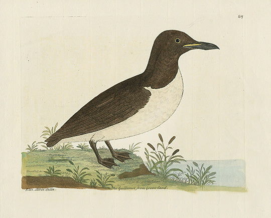 Albin The Guillemot from Green-land