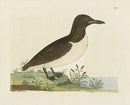 Albin The Guillemot from Green-land - Panteek Antique Prints