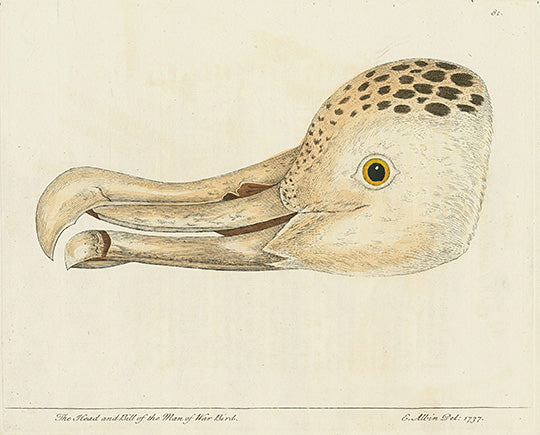 Albin The Head and Bill of the Man of War Bird, Albatros - Panteek Antique Prints