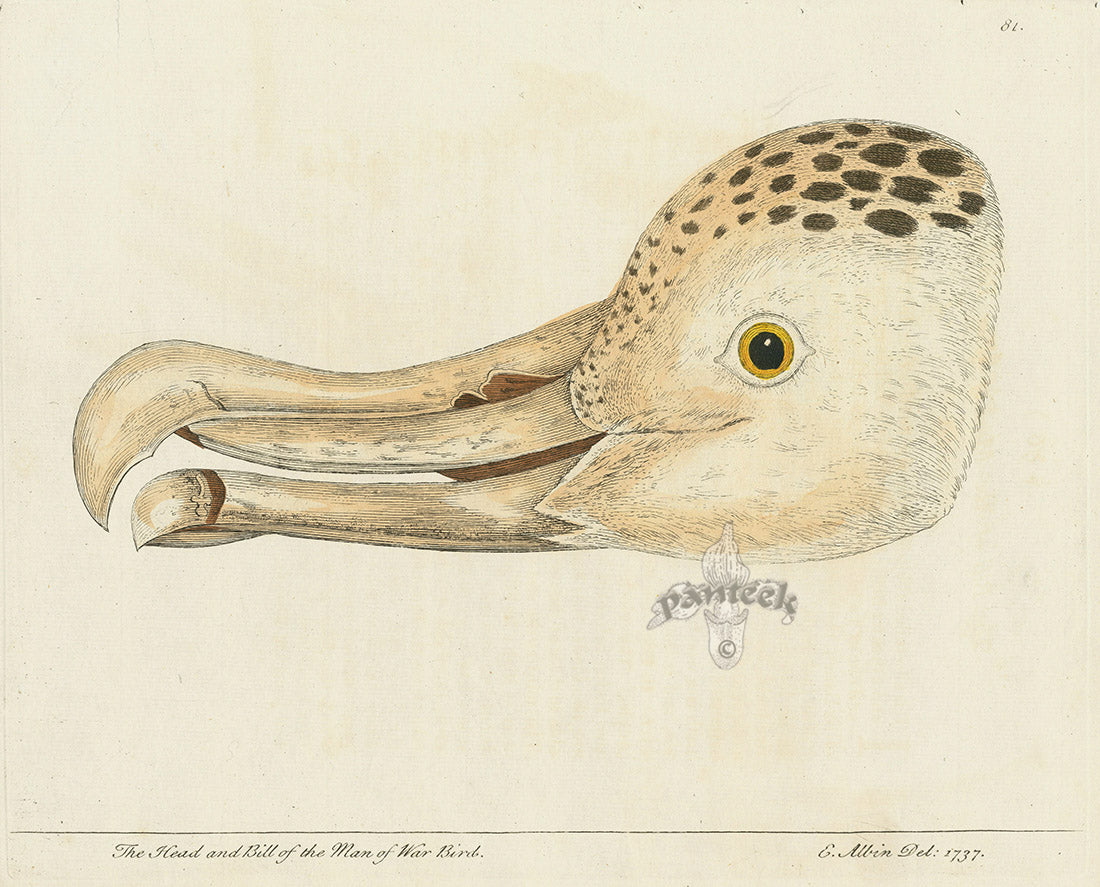 Albin The Head and Bill of the Man of War Bird, Albatros