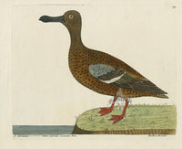 Albin The Hen Shoveler - Panteek Antique Prints
