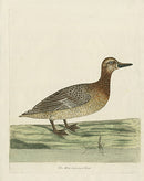 Albin The Hen Summer Teal - Panteek Antique Prints