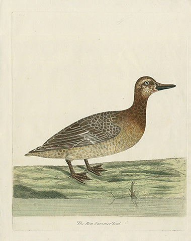 Albin The Hen Summer Teal