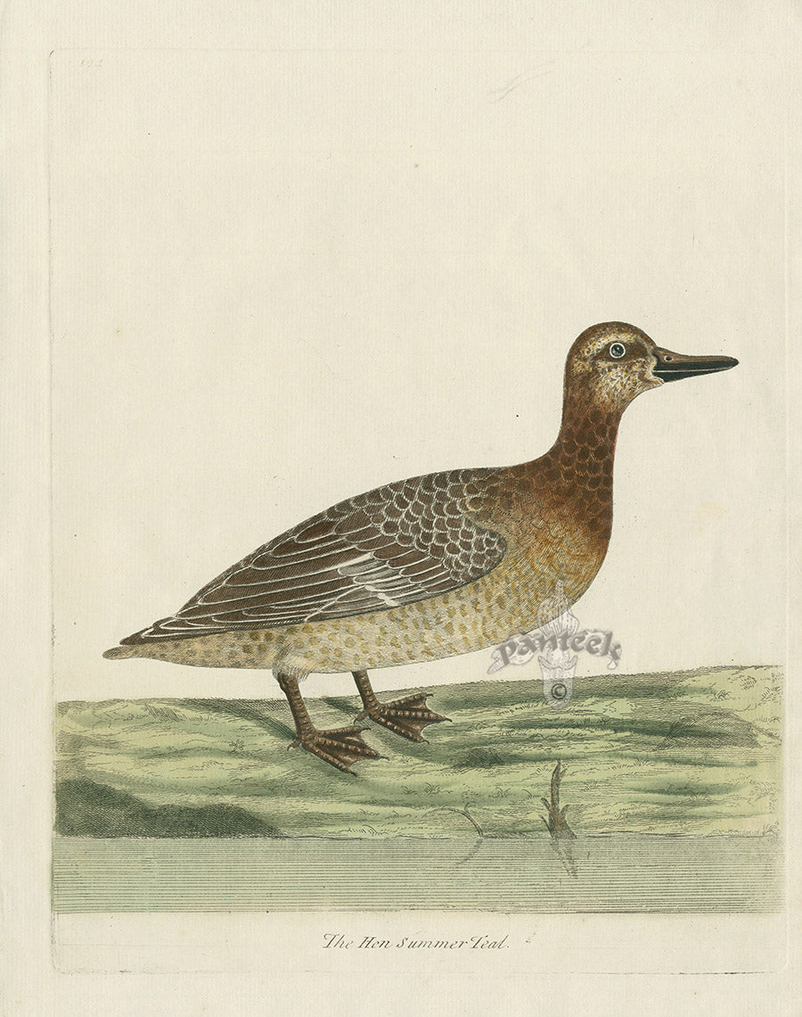 Albin The Hen Summer Teal