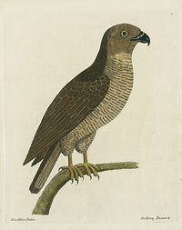 Albin The Honey Buzzard - Panteek Antique Prints