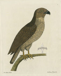 Albin The Honey Buzzard - Panteek Antique Prints
