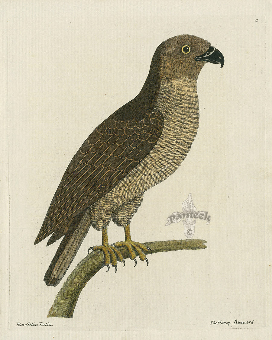 Albin The Honey Buzzard