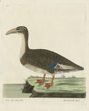 Albin The Hook bill'd Duck - Panteek Antique Prints