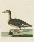 Albin The Hook bill'd Duck - Panteek Antique Prints