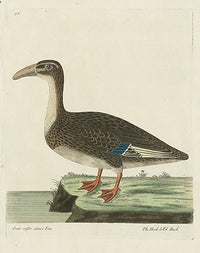 Albin The Hook bill'd Duck - Panteek Antique Prints