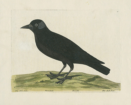 Albin The Jack Daw