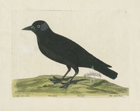 Albin The Jack Daw - Panteek Antique Prints