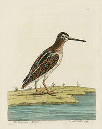 Albin The Jack Snipe or Judcock - Panteek Antique Prints
