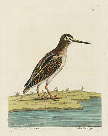 Albin The Jack Snipe or Judcock - Panteek Antique Prints