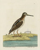 Albin The Jack Snipe or Judcock - Panteek Antique Prints