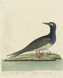 Albin The Lesser Sea Cock Swallow - Panteek Antique Prints