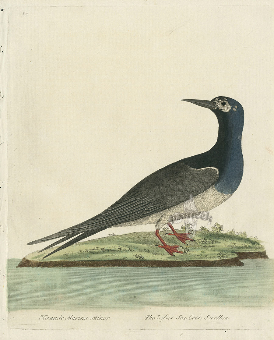 Albin The Lesser Sea Cock Swallow