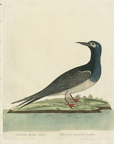 Albin The Lesser Sea Cock Swallow