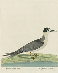 Albin The Lesser Sea Swallow - Panteek Antique Prints