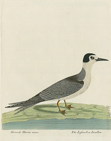 Albin The Lesser Sea Swallow - Panteek Antique Prints