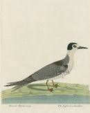 Albin The Lesser Sea Swallow - Panteek Antique Prints