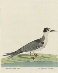 Albin The Lesser Sea Swallow - Panteek Antique Prints