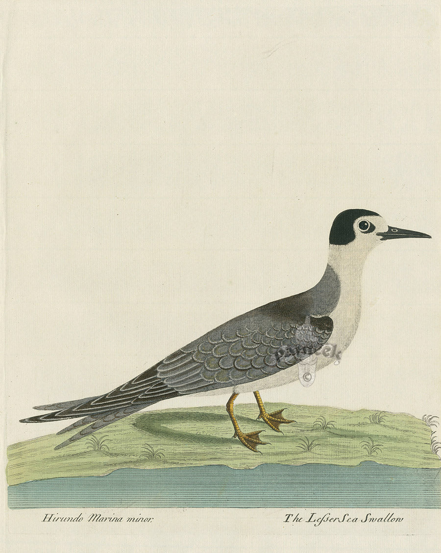 Albin The Lesser Sea Swallow