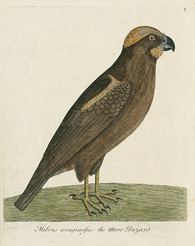 Albin The Moor Buzzard - Panteek Antique Prints