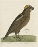 Albin The Moor Buzzard - Panteek Antique Prints