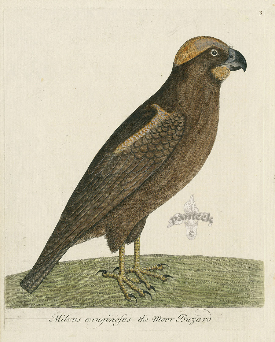 Albin The Moor Buzzard