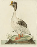 Albin The Muscovian Gander - Panteek Antique Prints