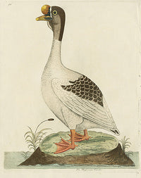 Albin The Muscovian Gander - Panteek Antique Prints